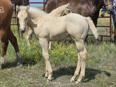 Bluestem Chicago JW<BR>AQHA PENDING